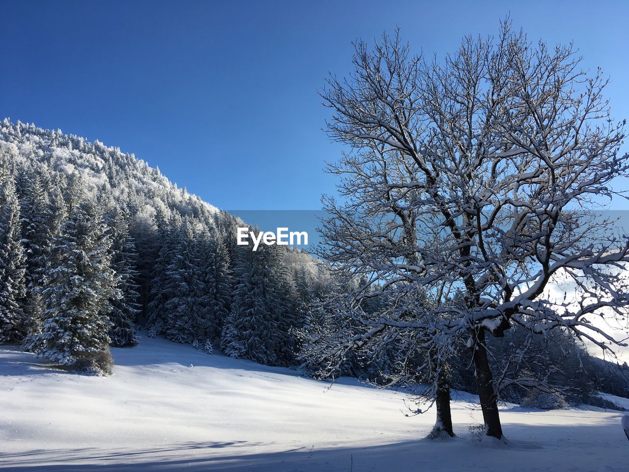 Bare trees on snow covered landscape against clear sky