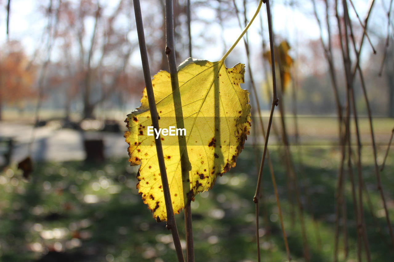 CLOSE-UP OF YELLOW LEAF ON TREE AGAINST SKY DURING AUTUMN