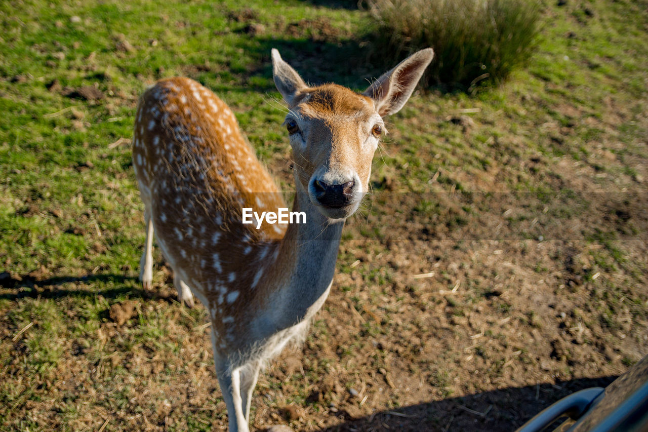 CLOSE-UP OF GIRAFFE