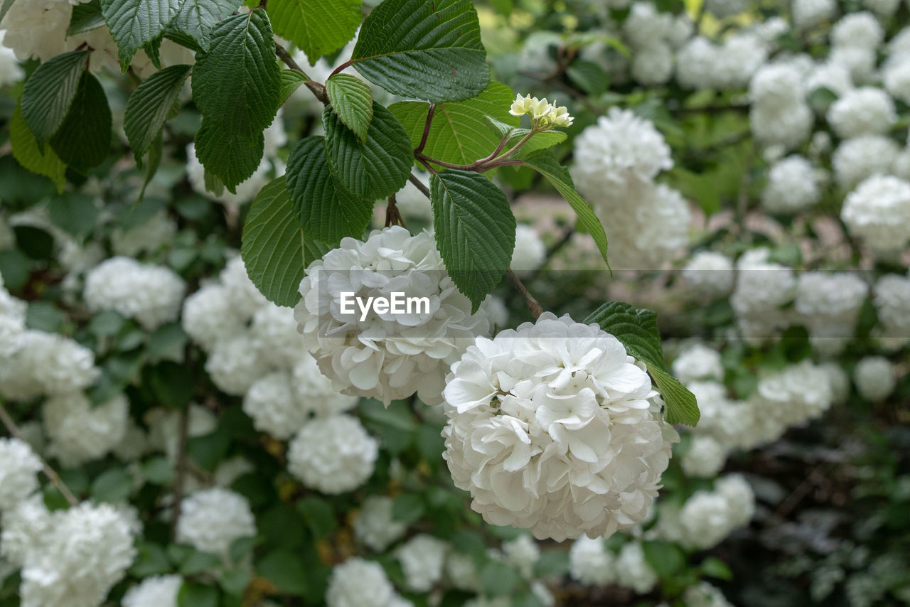 Close-up of white flowering plant