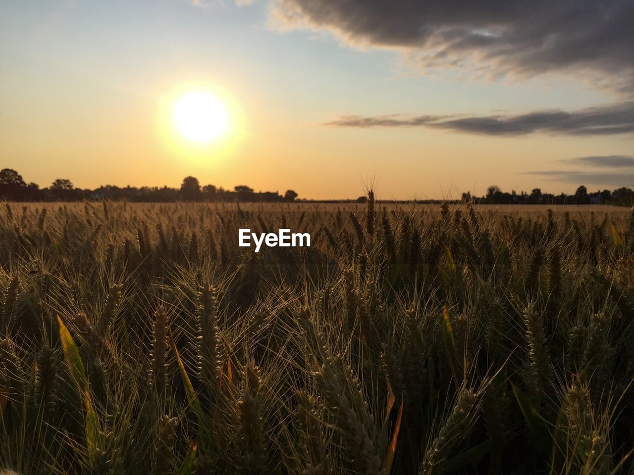 Wheat growing on field at sunset