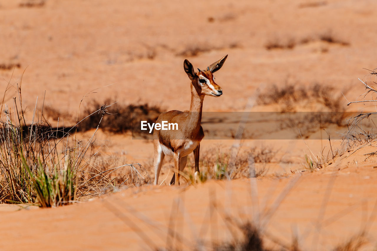 Deer standing on field