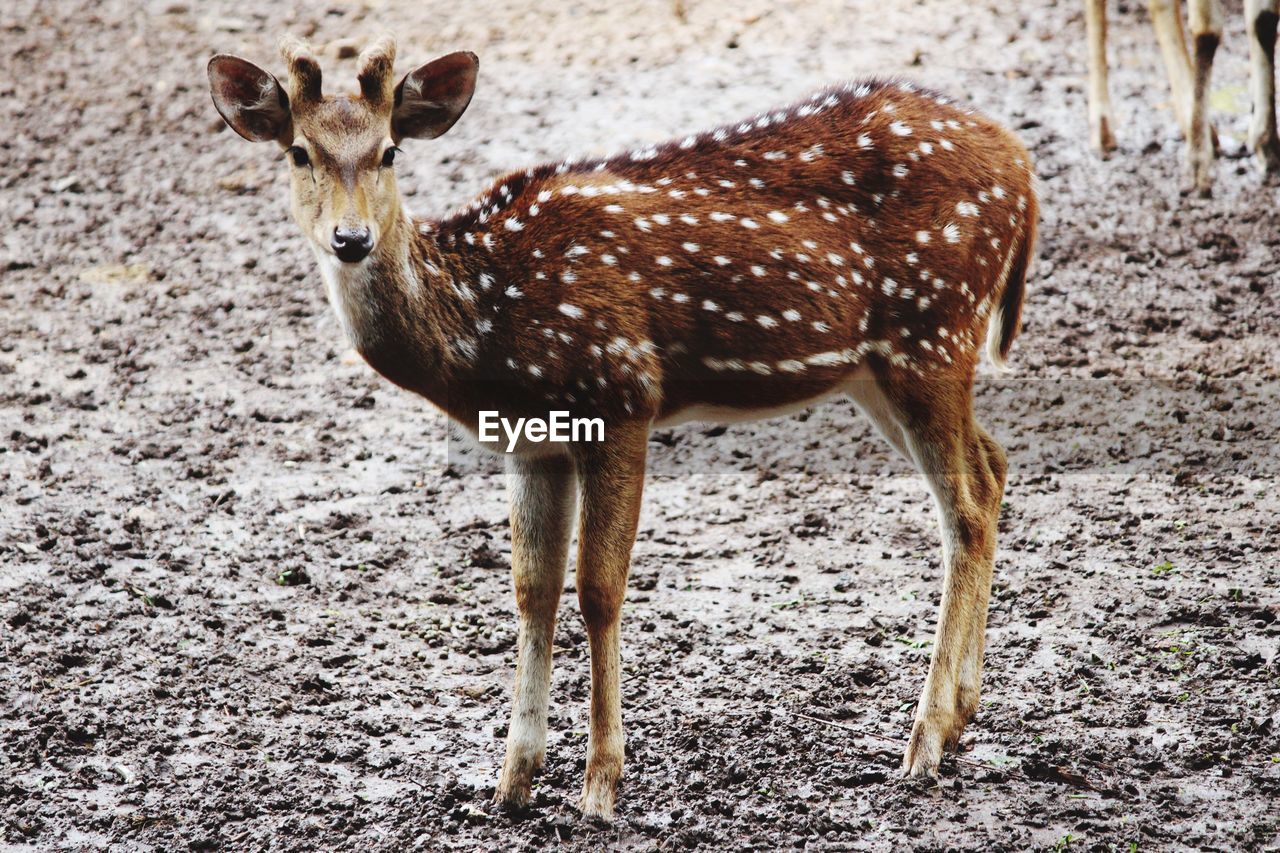 Portrait of deer standing in zoo