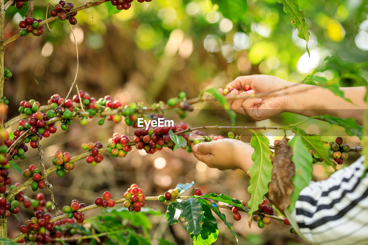 Close up farmer hands harvest coffee bean ripe red berries plant fresh seed coffee tree