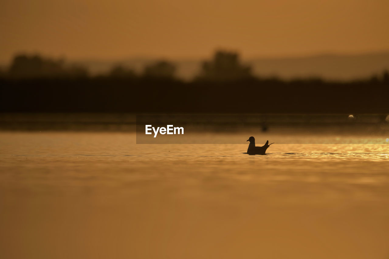 water, morning, sky, silhouette, nature, reflection, sea, dawn, beauty in nature, sunrise, wave, animal themes, shore, animal, wildlife, animal wildlife, tranquility, scenics - nature, nautical vessel, bird, tranquil scene, outdoors, transportation, one animal, one person, sunlight, horizon, waterfront, orange color, duck, motion, beach, mode of transportation, sun