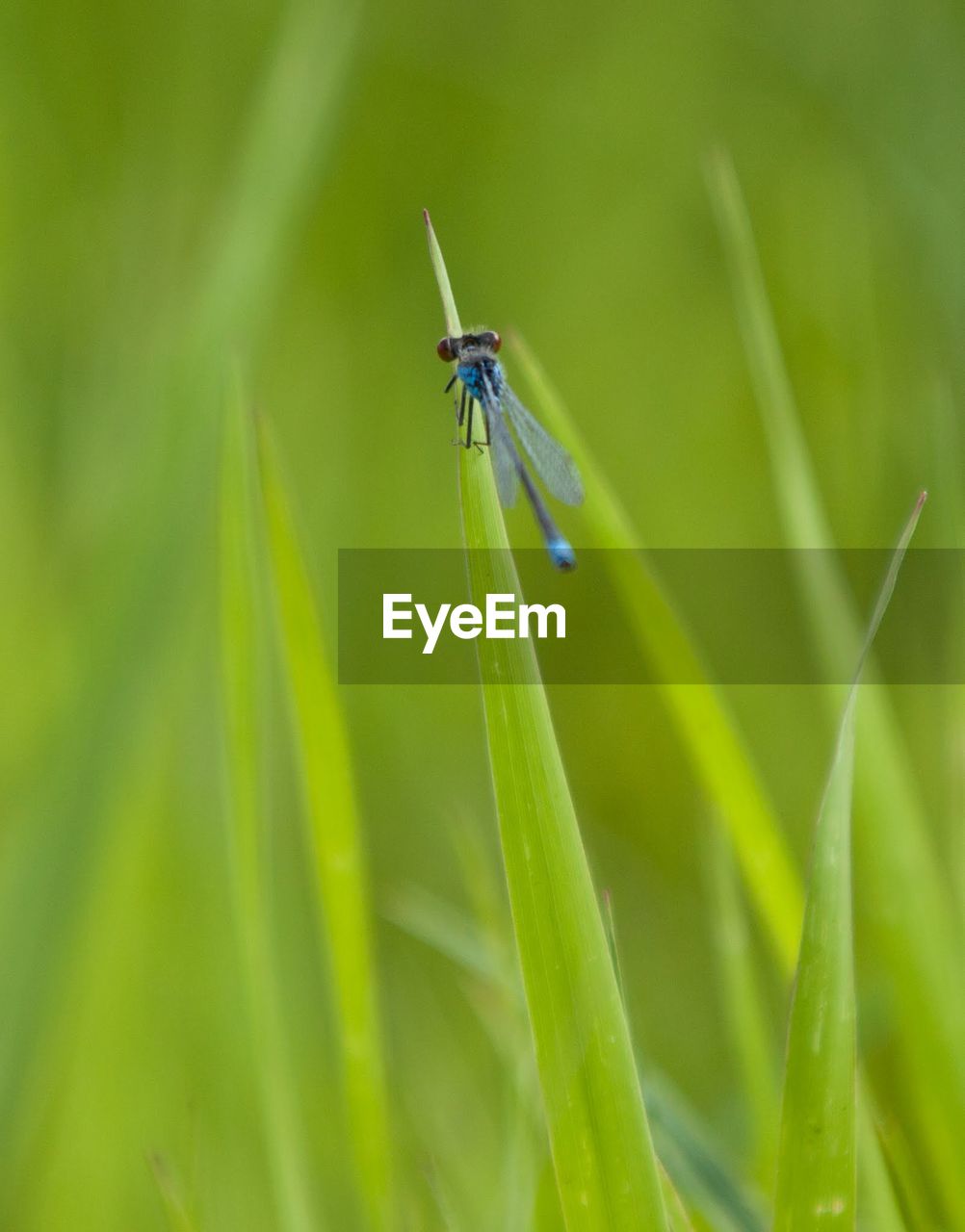 Dragonfly on blade of grass