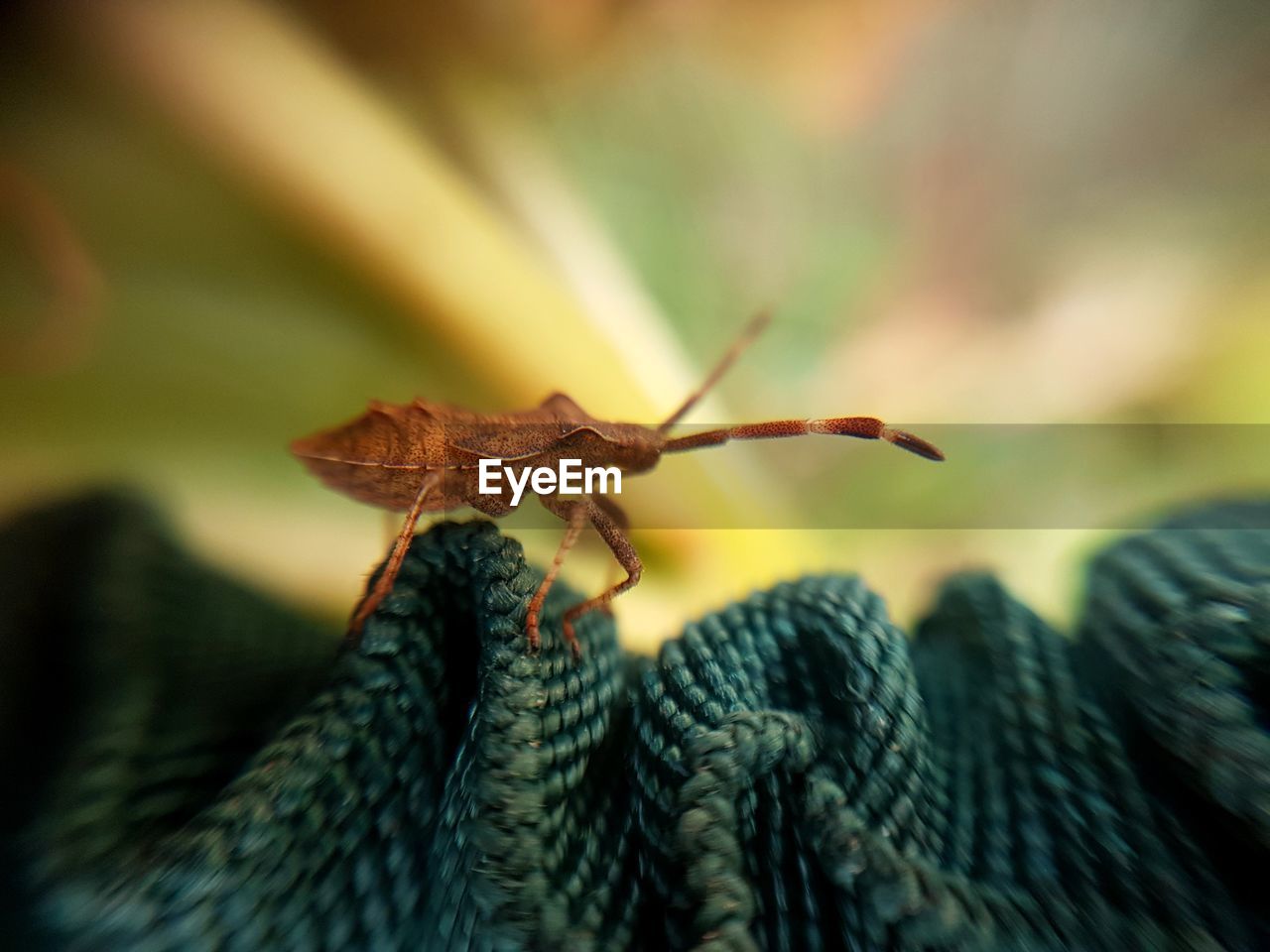 Close-up of insect