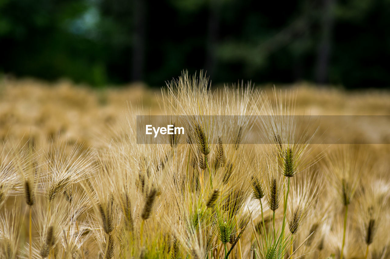 Golden barley field