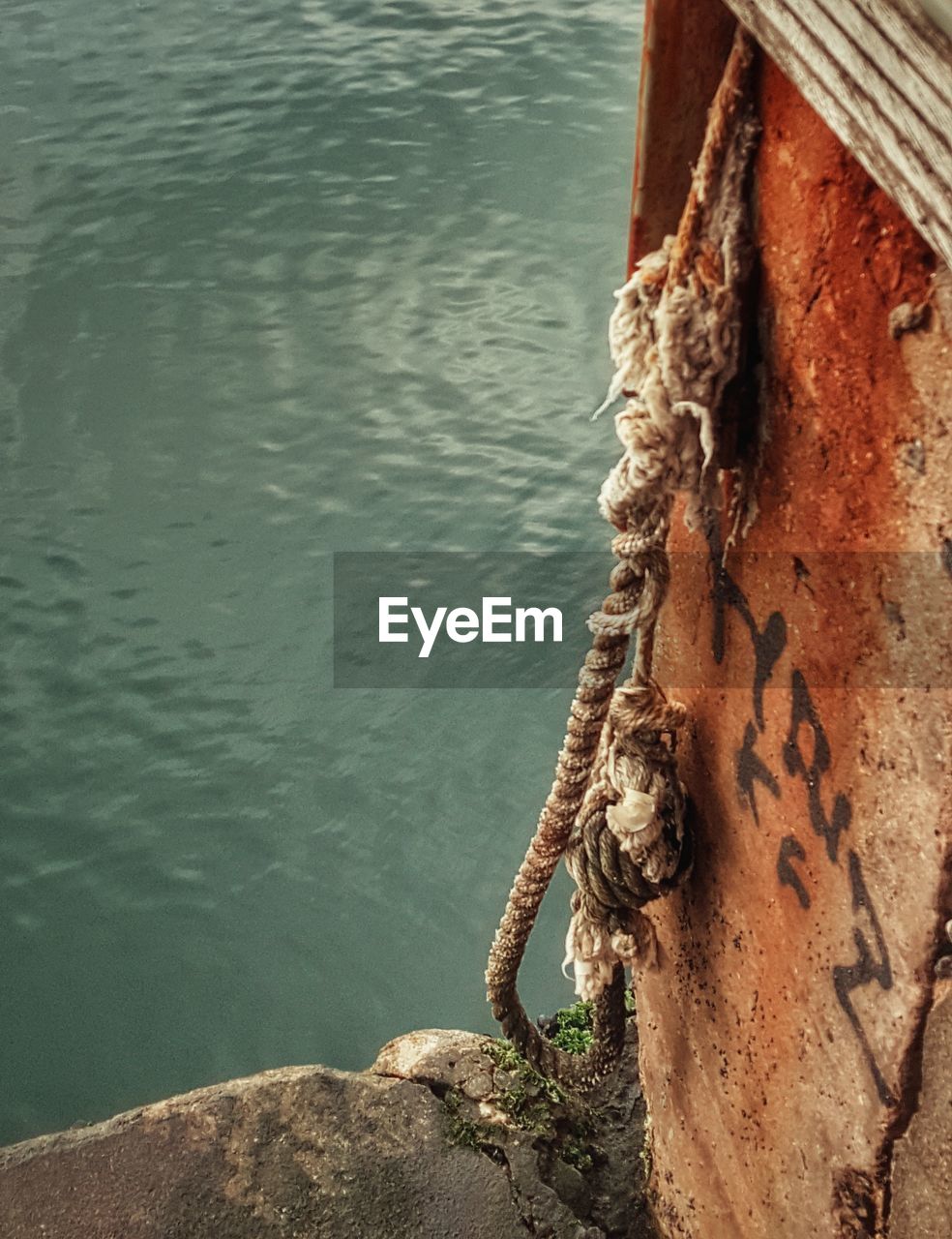 CLOSE-UP OF CROCODILE IN SEA