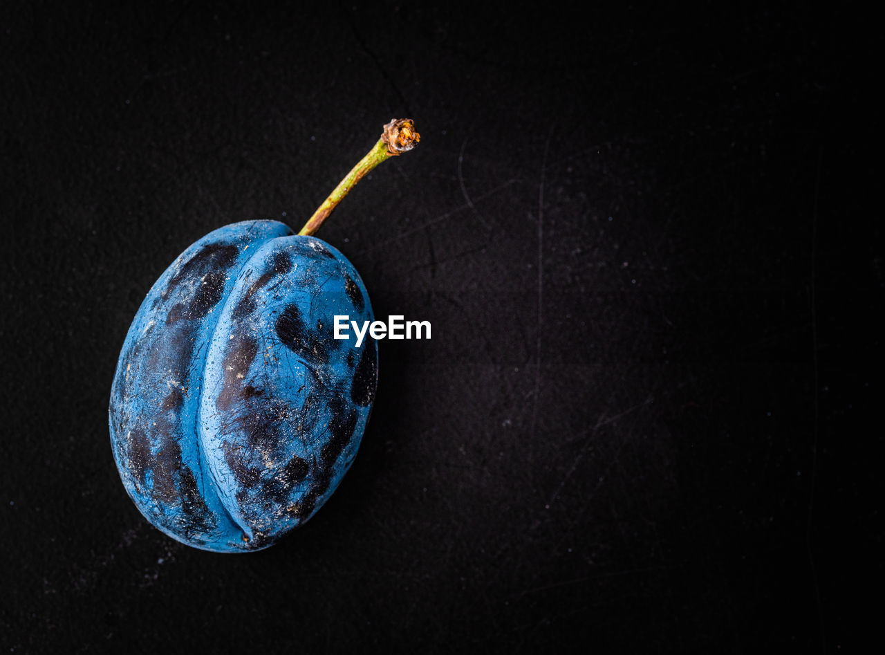 Close up of one plum fruit with copy space. isolated background