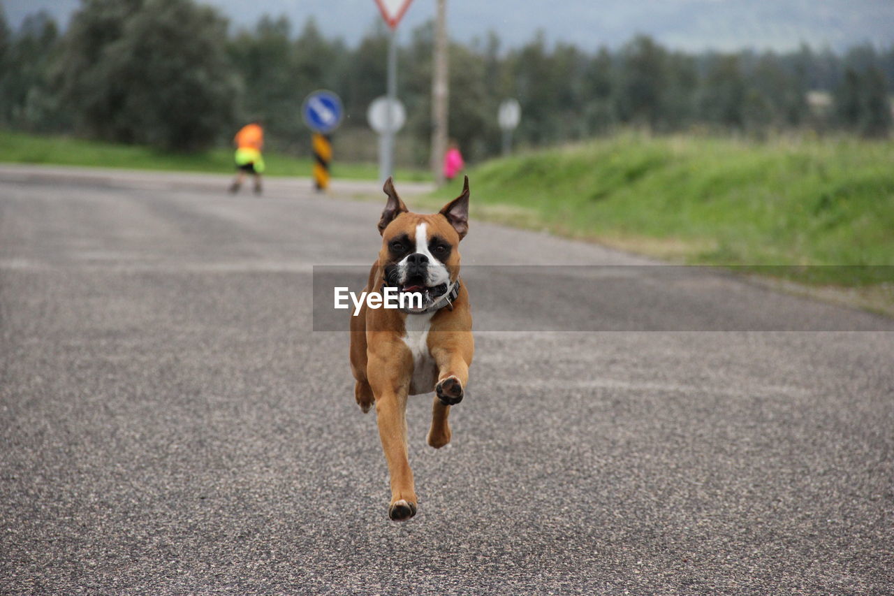 DOG RUNNING IN ROAD