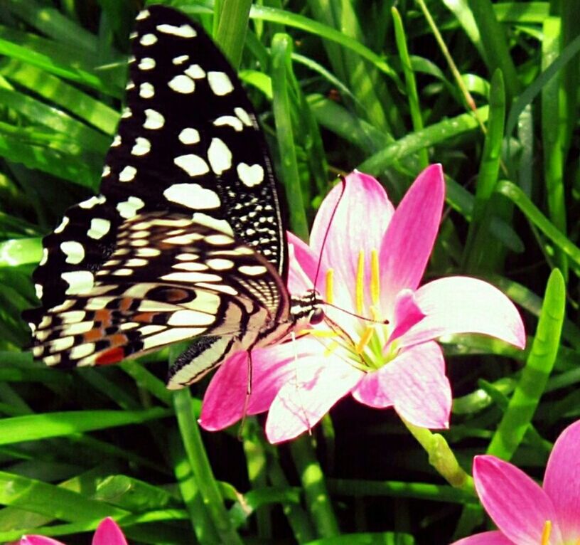 CLOSE-UP OF BUTTERFLY POLLINATING ON PINK FLOWER