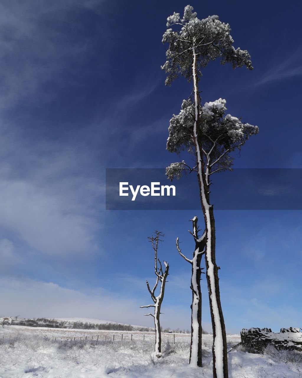 TREE AGAINST SKY DURING WINTER