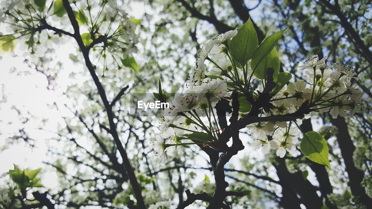 LOW ANGLE VIEW OF WHITE FLOWERING PLANT