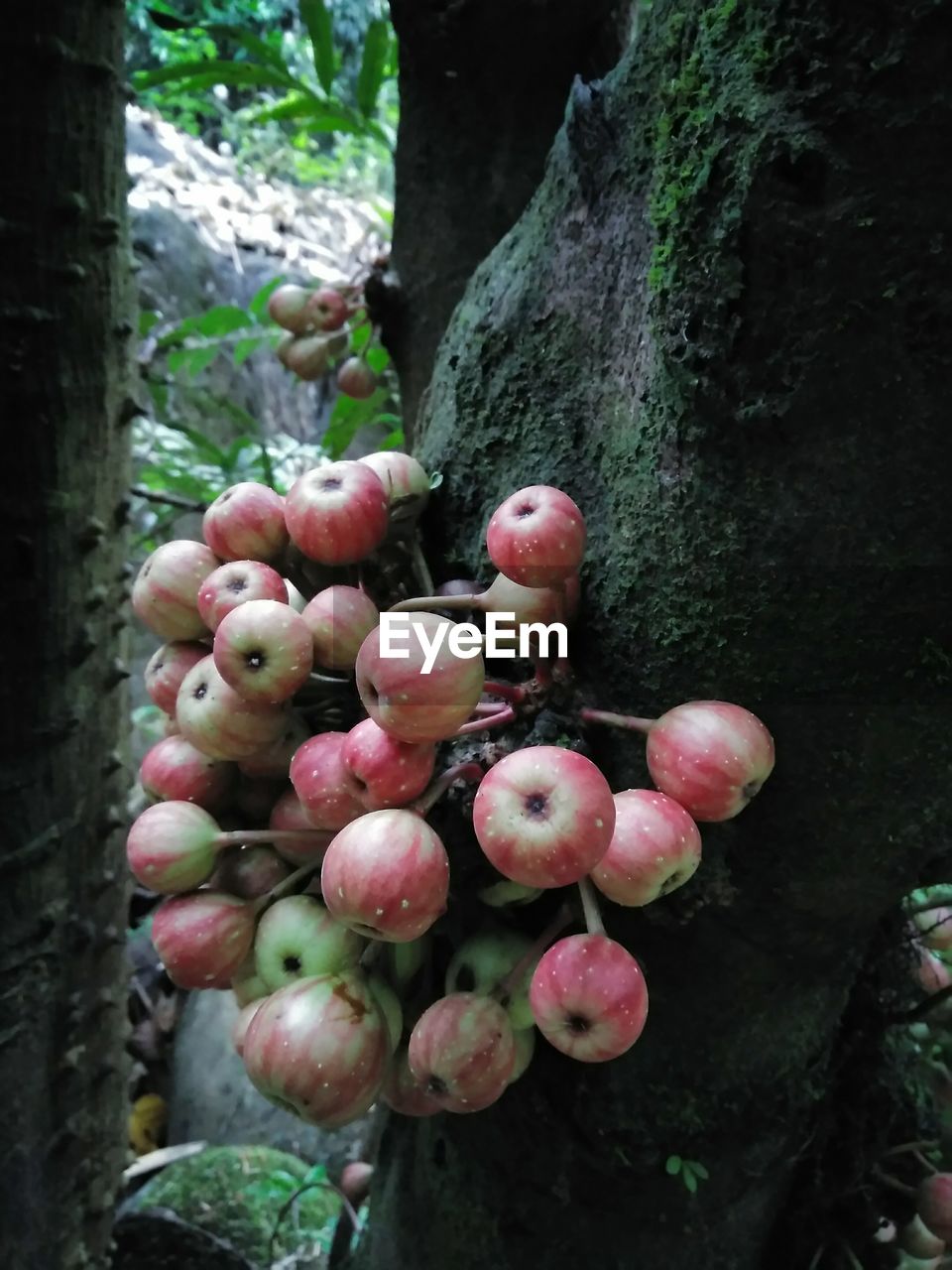 CLOSE-UP OF FRUITS GROWING ON TREE TRUNK