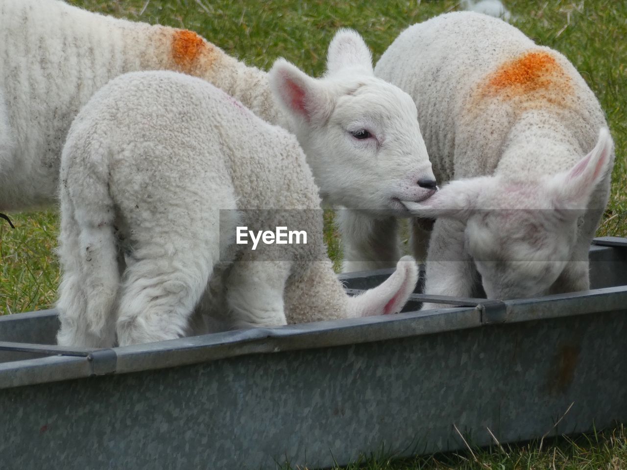 Lambs being lamb