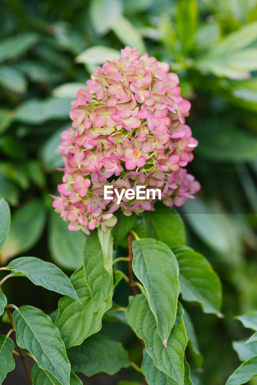 plant, flower, flowering plant, plant part, leaf, pink, beauty in nature, freshness, nature, close-up, growth, green, fragility, lilac, flower head, petal, inflorescence, no people, outdoors, hydrangea serrata, springtime, botany, summer, blossom, focus on foreground, garden, day