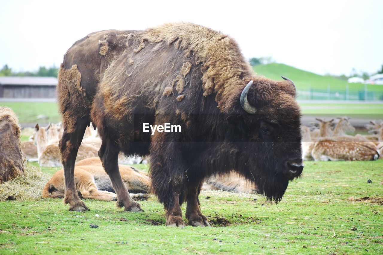 Grazing on field