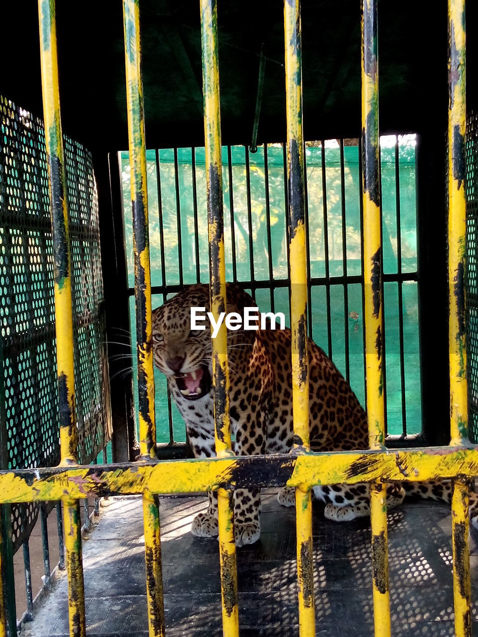 Jaguar in cage at zoo