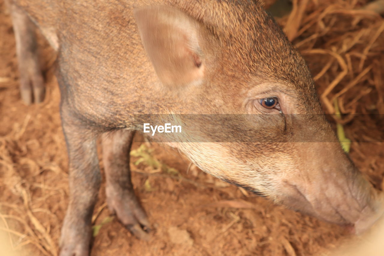 CLOSE-UP OF A RELAXED ANIMAL