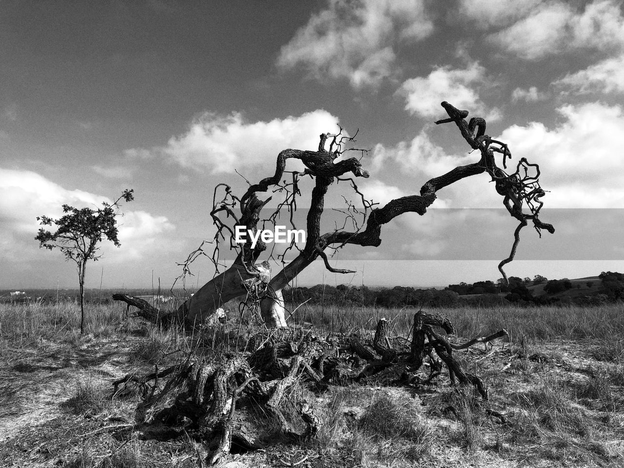 Bare tree on field against sky