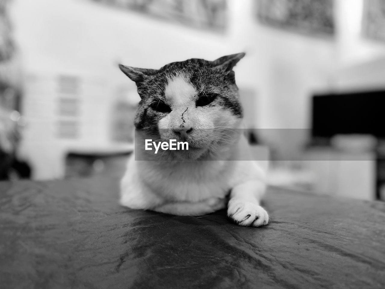 Close-up portrait of a cat at home