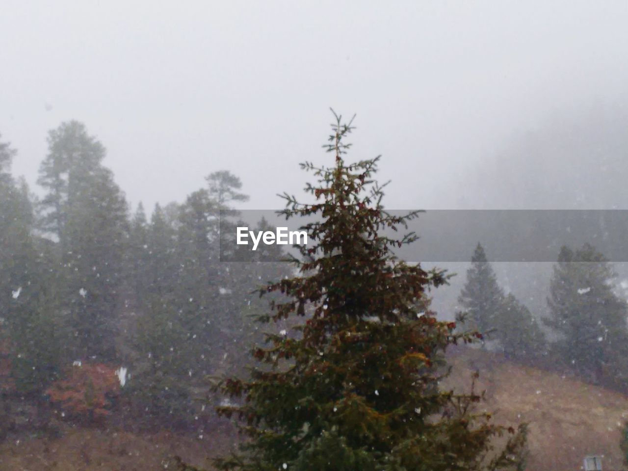 Coniferous tree during snow