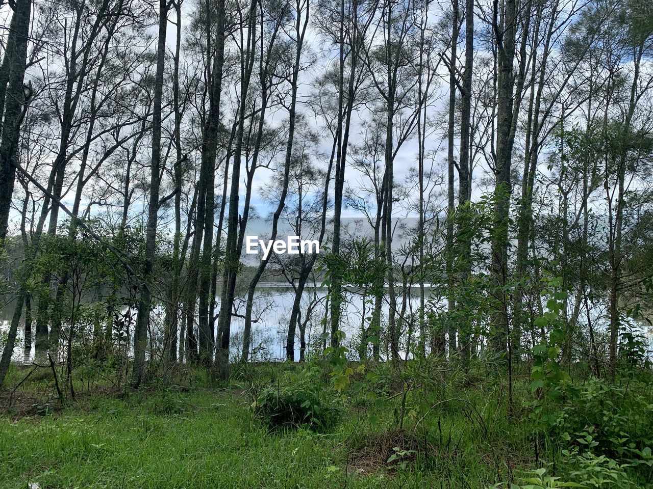 SCENIC VIEW OF TREES IN FOREST