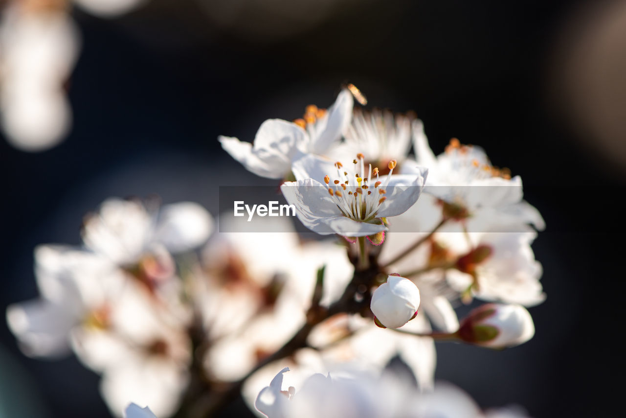 Close-up of white flowering plant