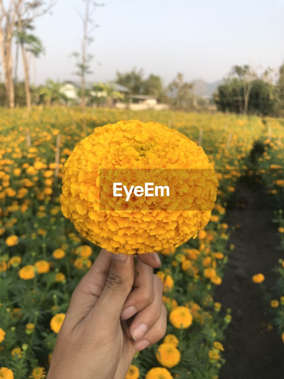 Close-up of hand women yellow flower