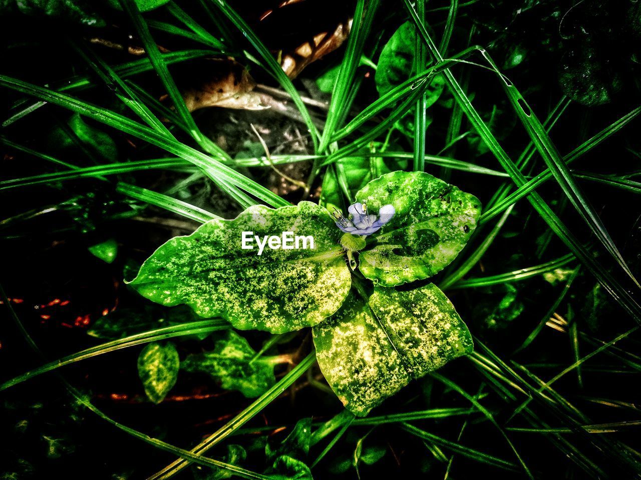 High angle view of purple flowering plant on field