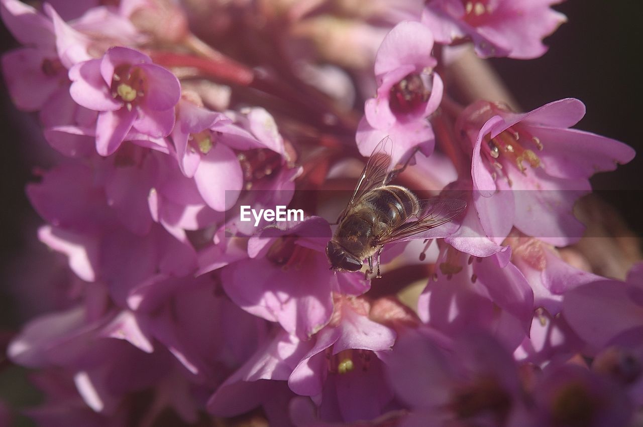 CLOSE-UP OF BEE POLLINATING ON PINK CHERRY BLOSSOMS