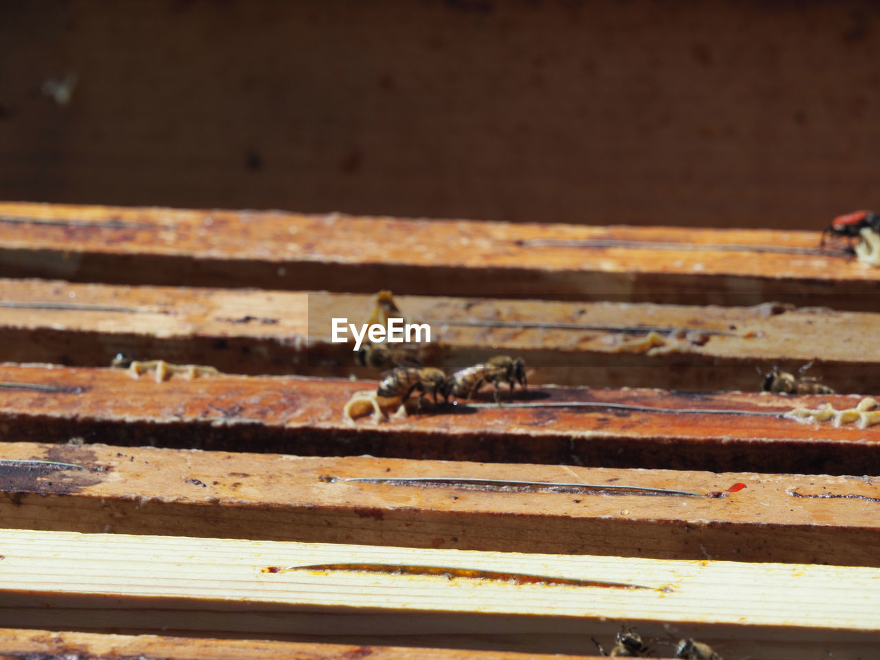 wood, animal themes, animal, no people, animal wildlife, wildlife, sunlight, day, nature, one animal, insect, outdoors, close-up, macro photography, high angle view, focus on foreground