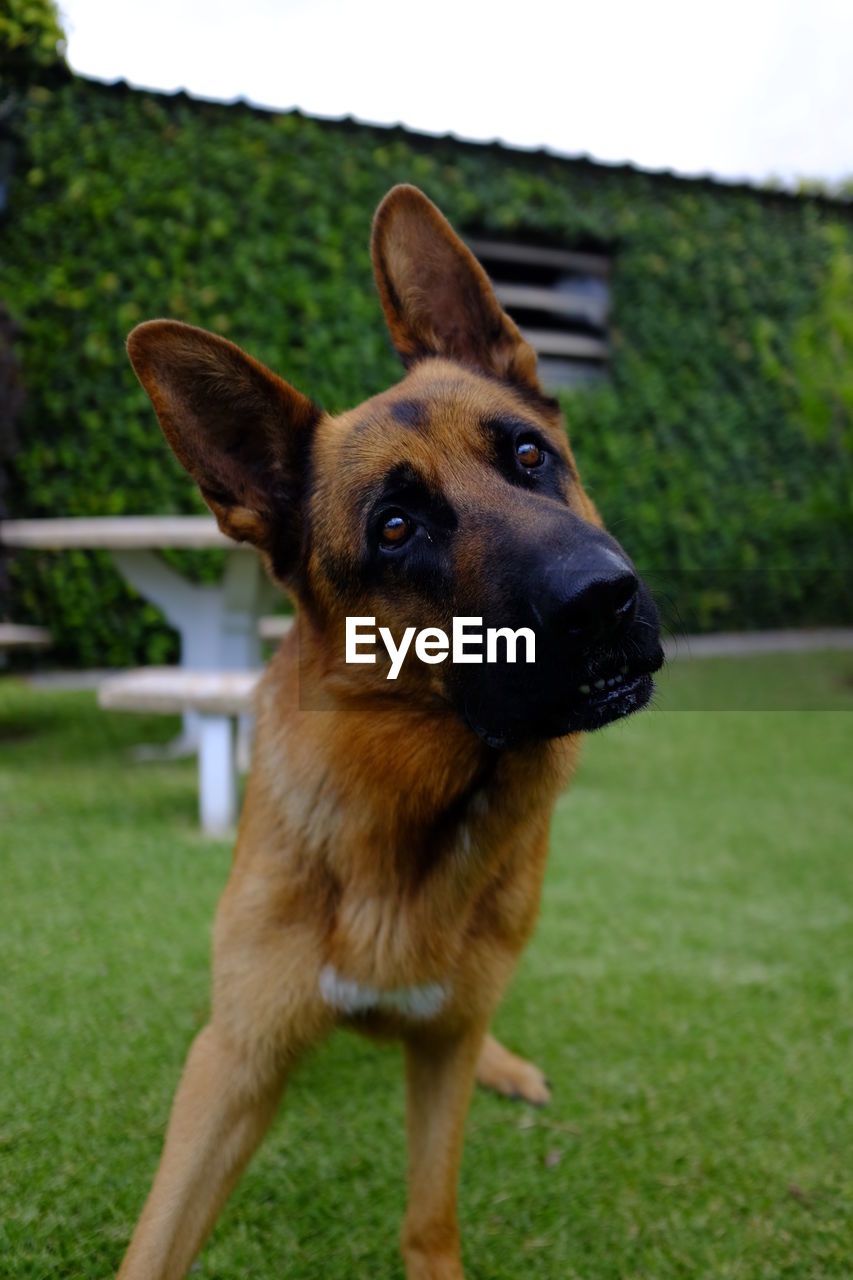 Portrait of dog standing on field