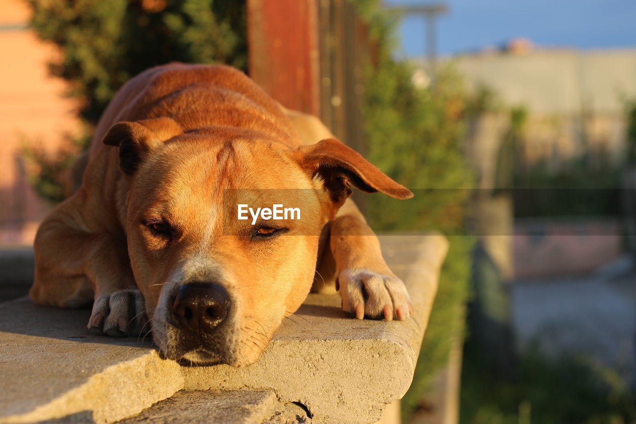 Close-up portrait of a tired dog with half-closed eyes