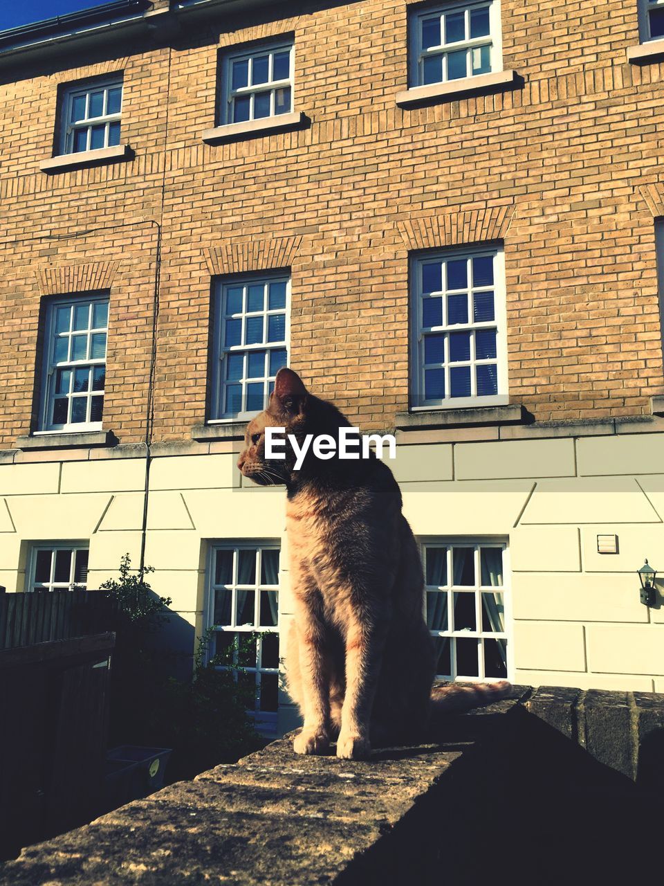 Cat sitting on retaining wall