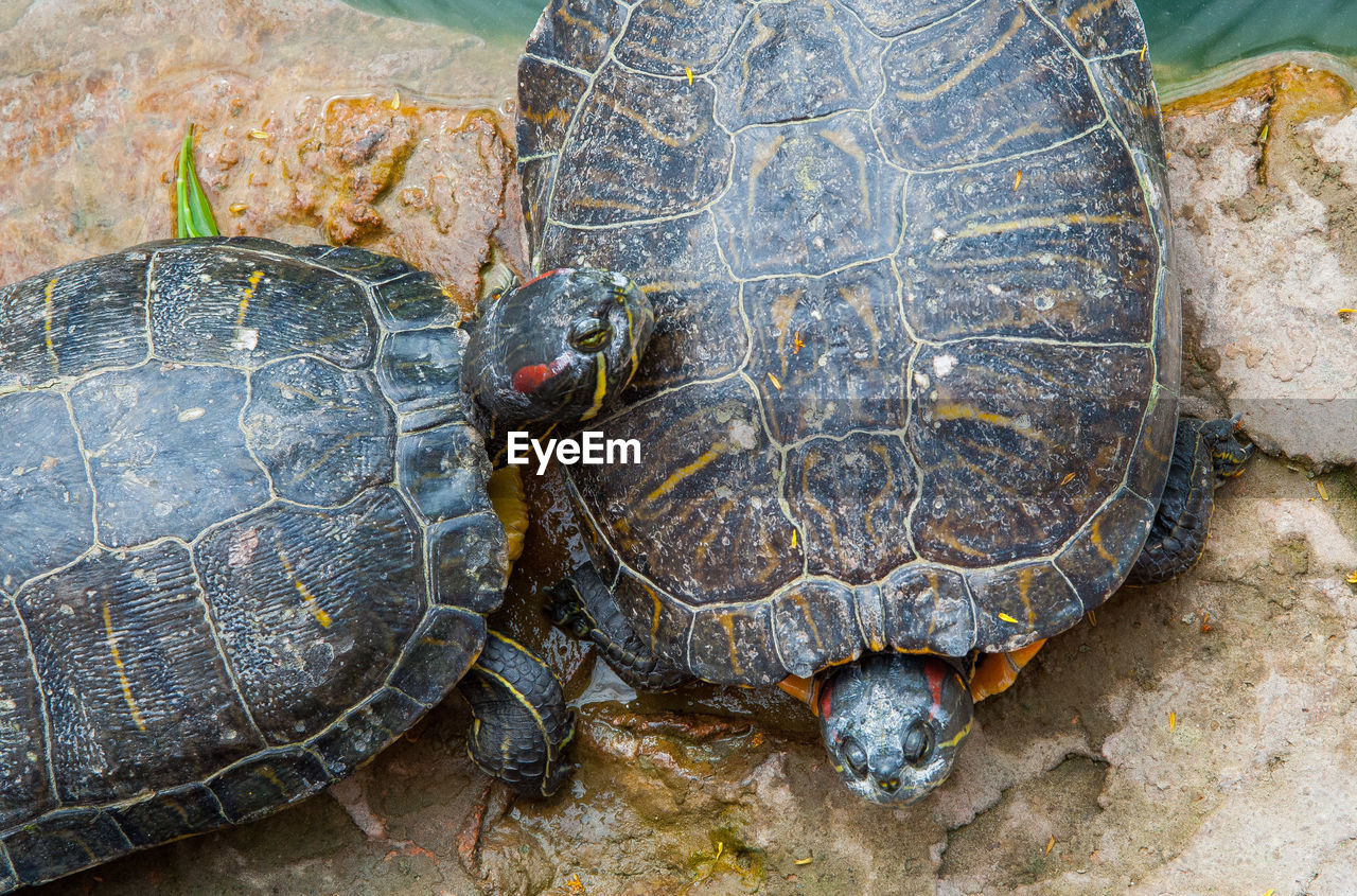 HIGH ANGLE VIEW OF TURTLE IN THE BACKGROUND