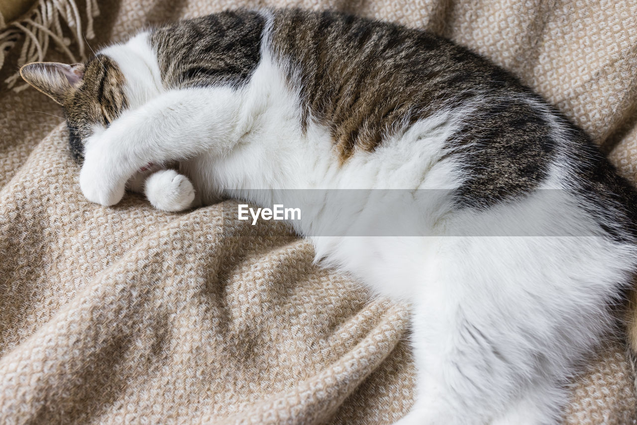 Cute domestic young cat sleeping in cozy bed