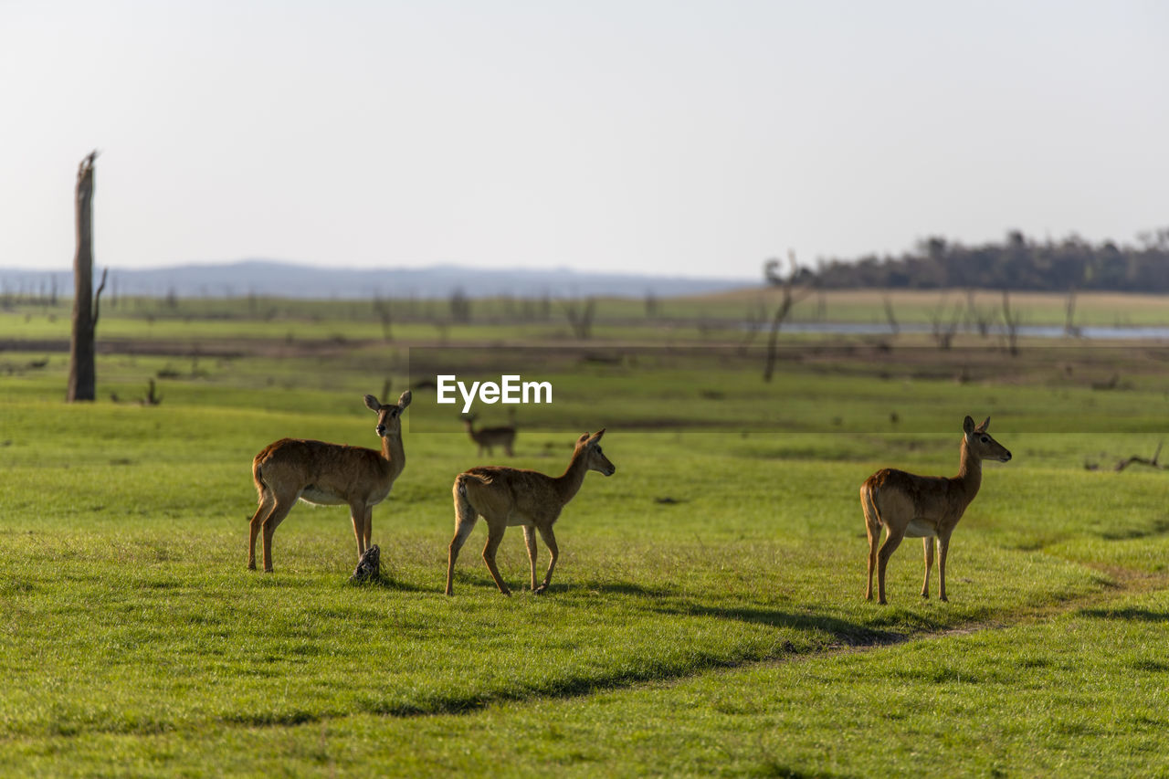 Impalas in a field