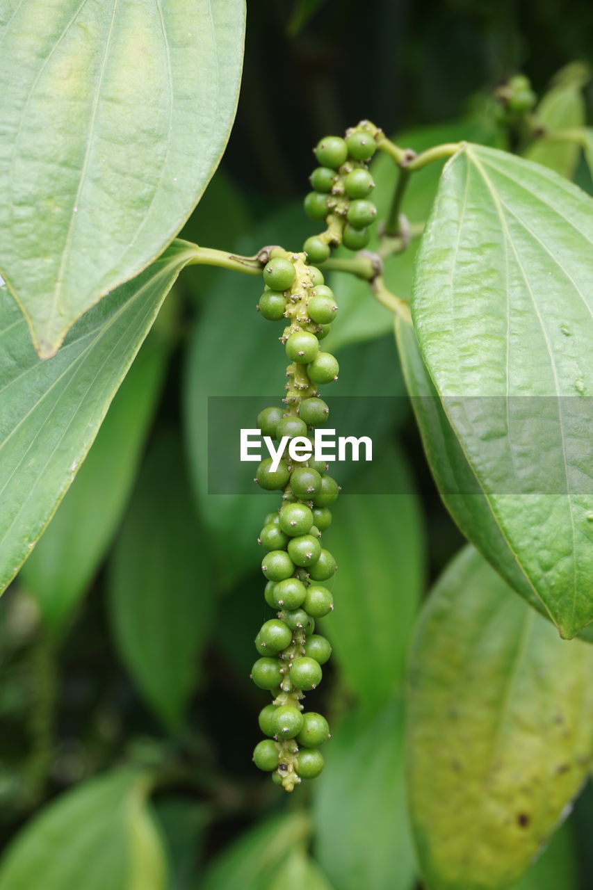 CLOSE-UP OF FRUITS ON PLANT