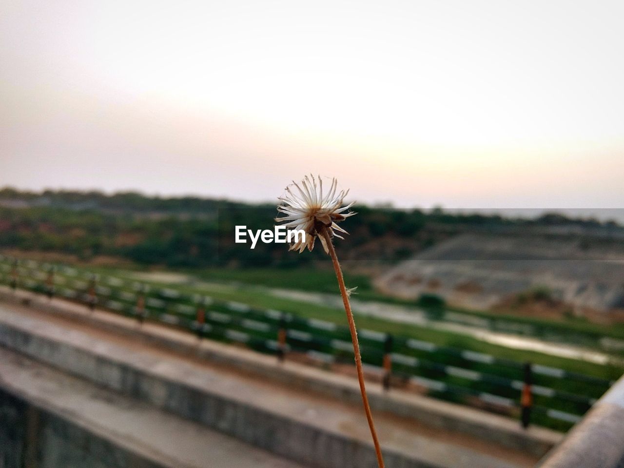 Close-up of dandelion on field against sky during sunset