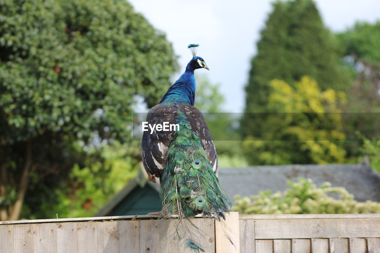 BIRD PERCHING ON STATUE AGAINST TREE