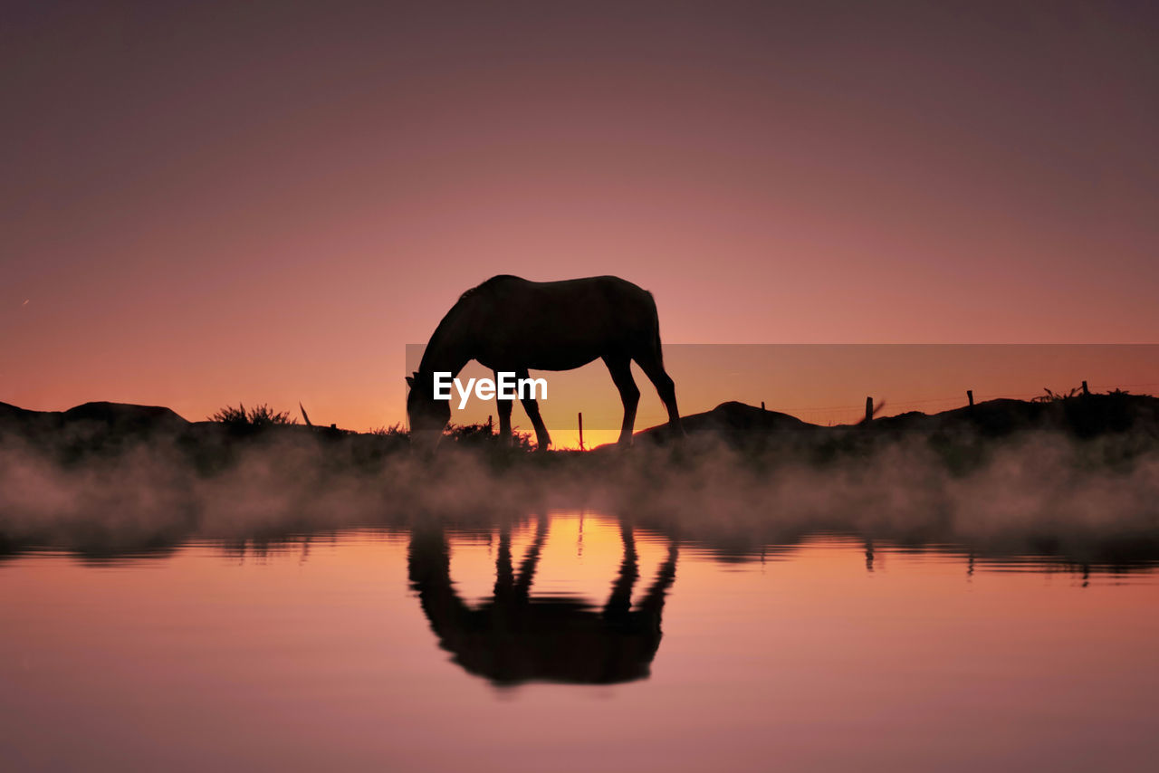 side view of horse in lake during sunset