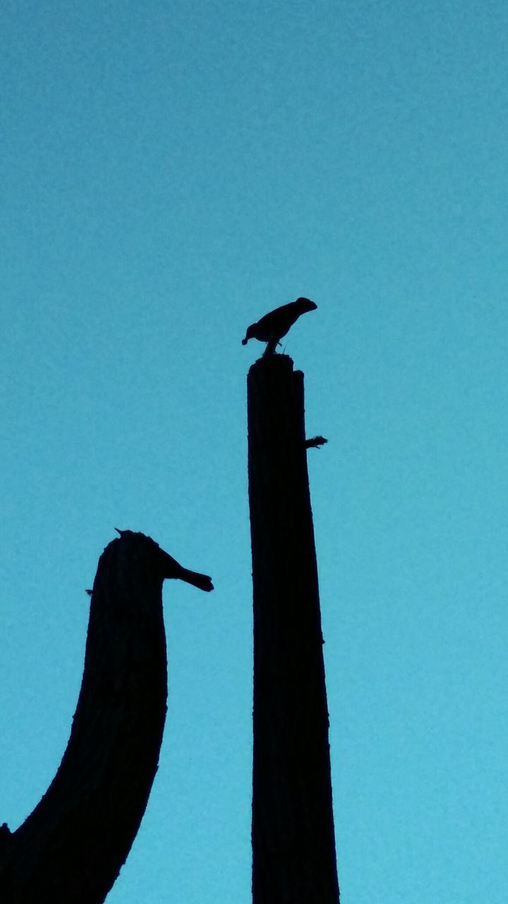 LOW ANGLE VIEW OF SILHOUETTE BIRDS PERCHING ON WOODEN POST