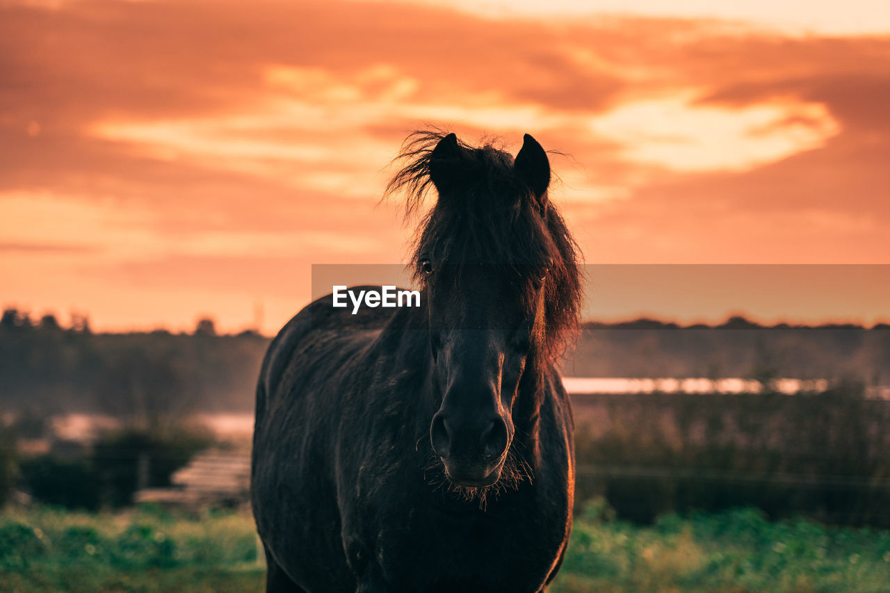 Close-up of a horse on field during sunset
