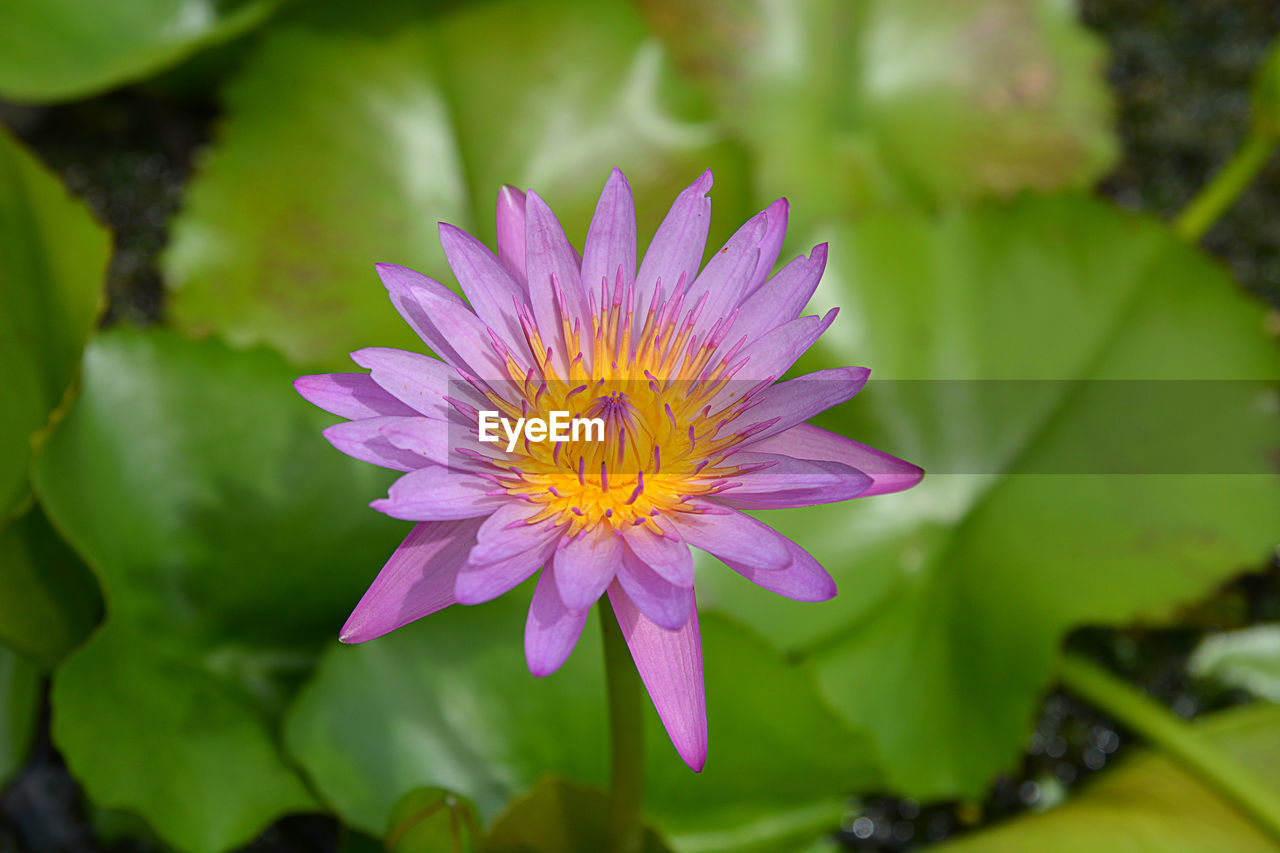 CLOSE-UP OF PURPLE WATER LILY ON FLOWER