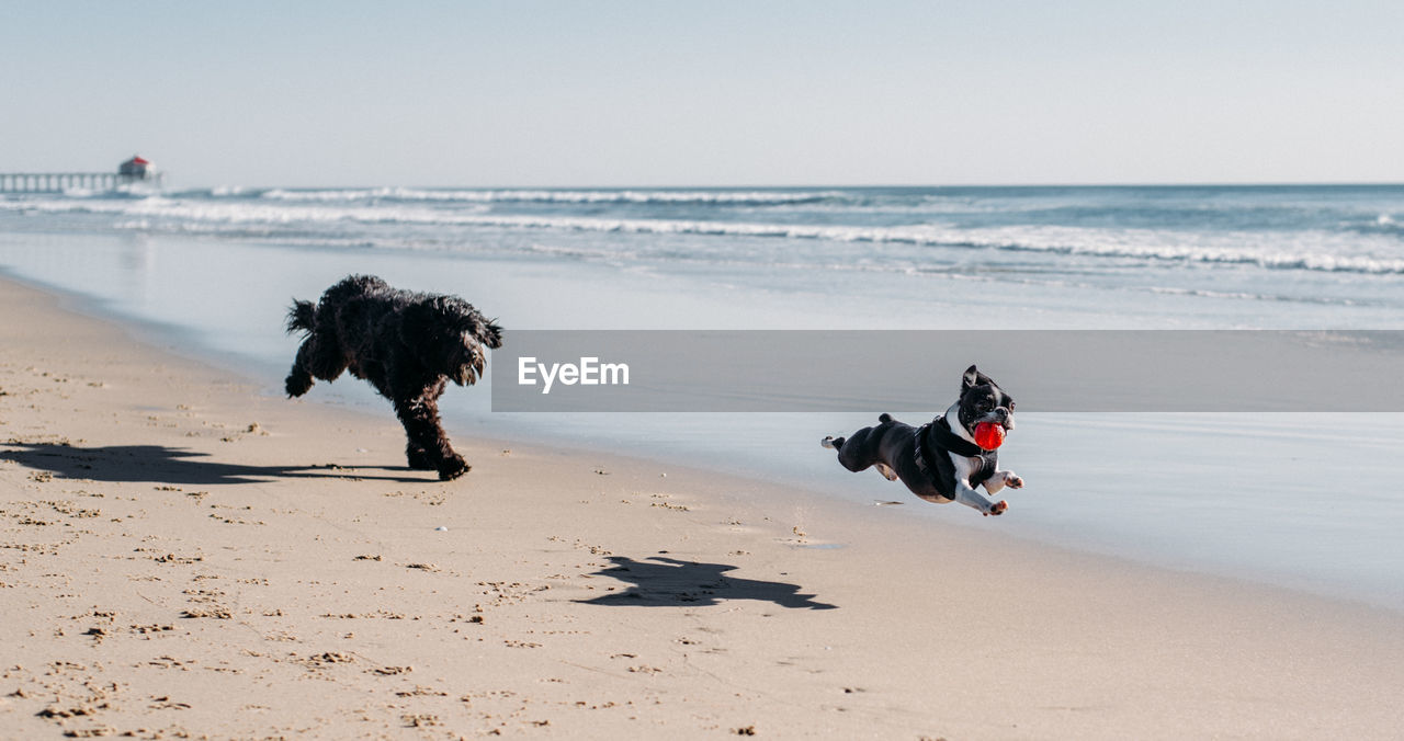Playful dogs running at beach