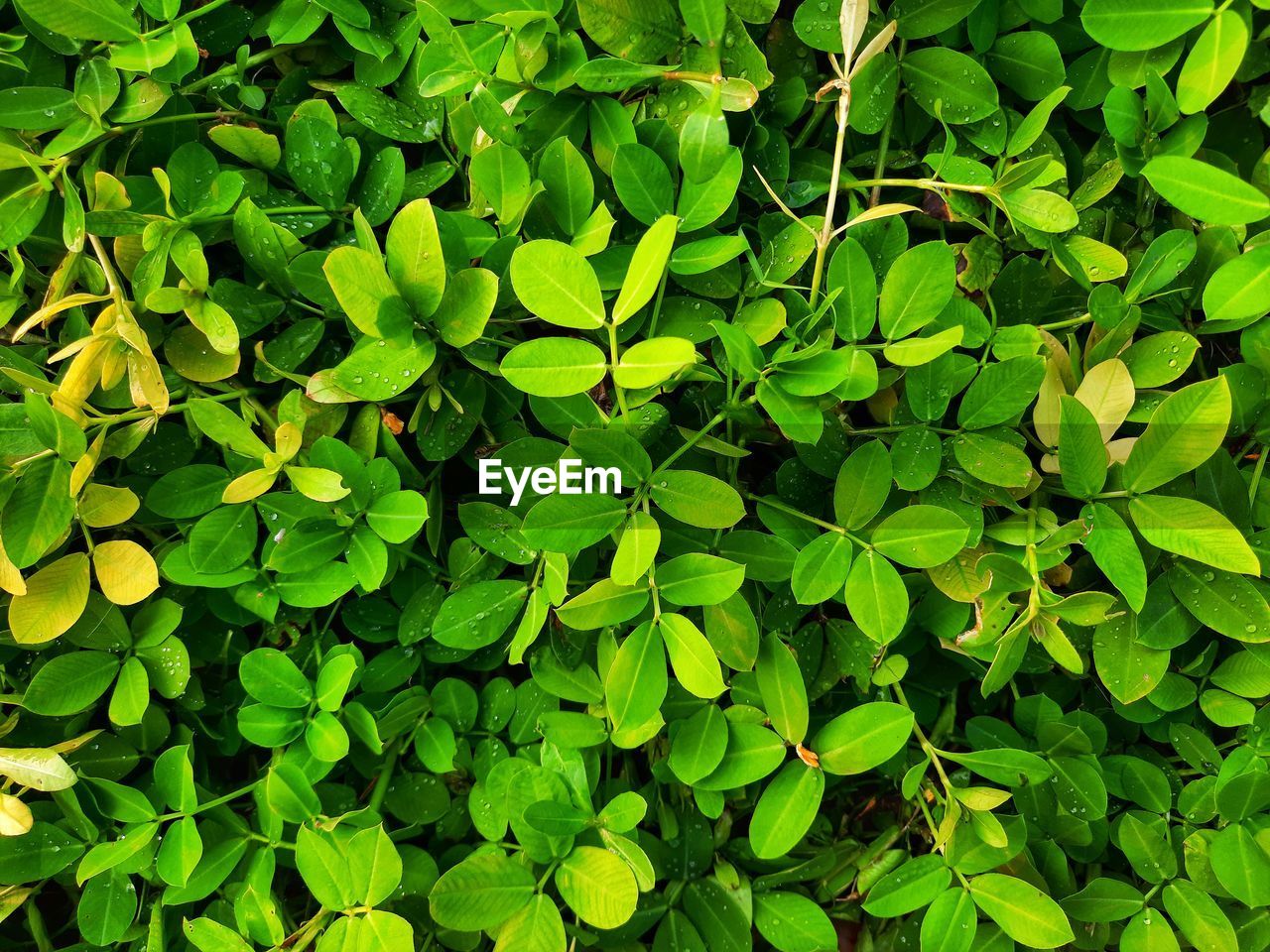 Full frame shot of grren oval leaves.