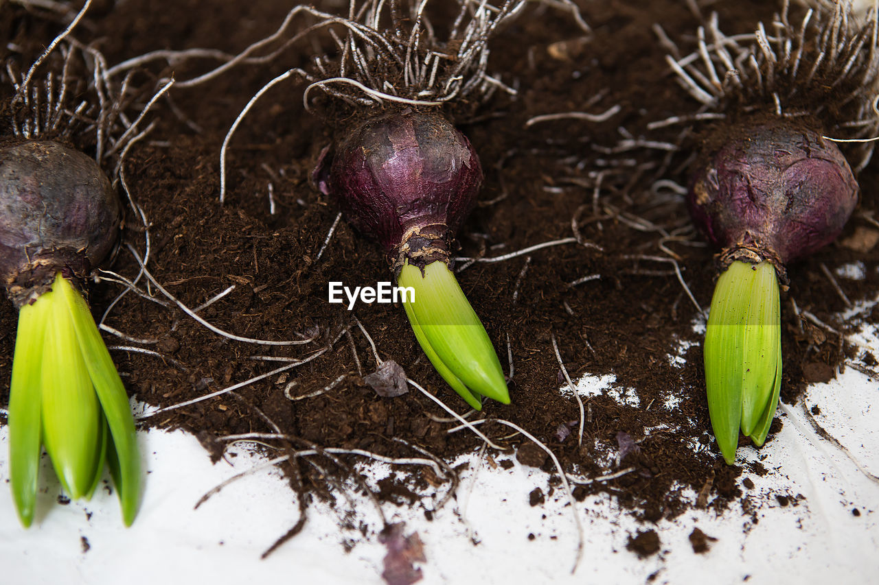 Hyacinth bulbs lie on the ground, transplanted into a pot. spring mood. view from above