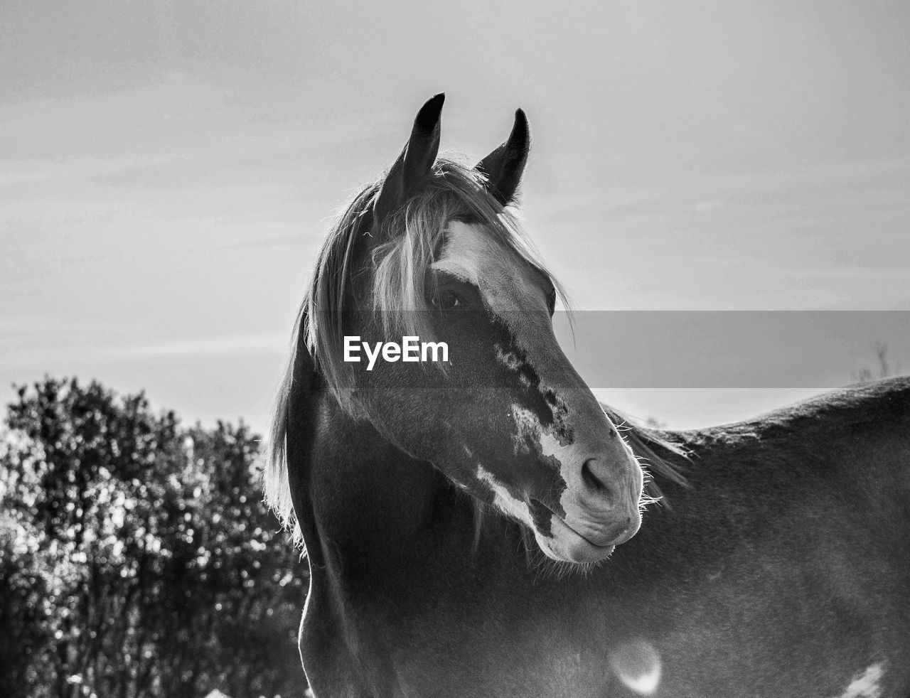 CLOSE-UP PORTRAIT OF HORSE ON FIELD AGAINST SKY